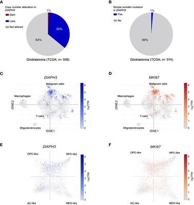 DIAPH3 predicts survival of patients with MGMT-methylated glioblastoma